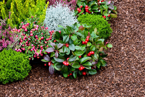 Rindenmulch zur Gartengestaltung